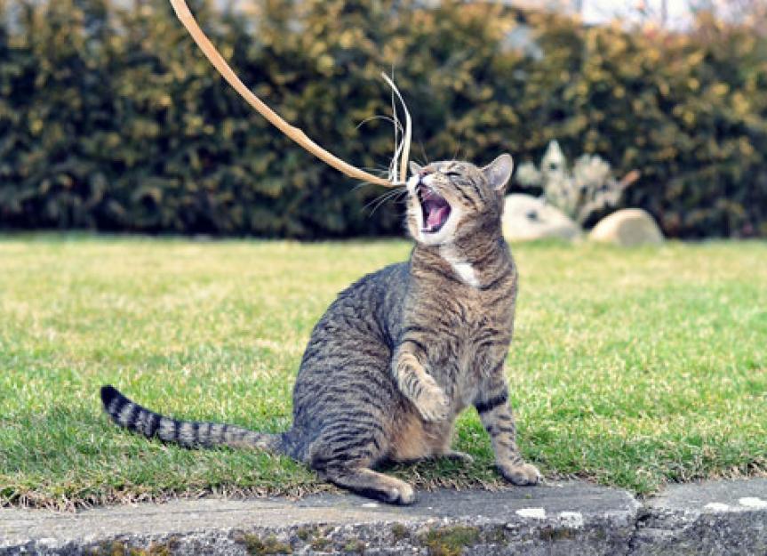 Playing with Your Senior Cat PetMD