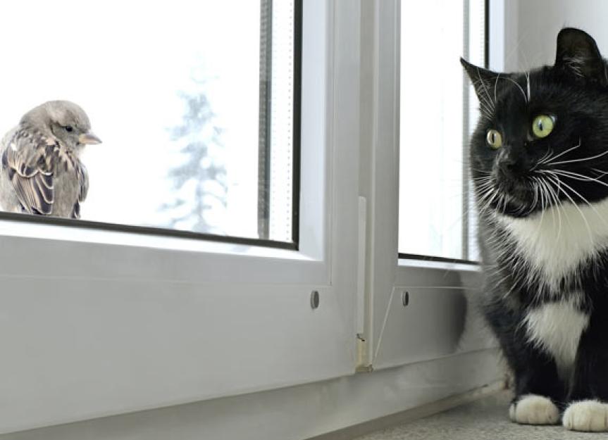 protecting-cats-from-wild-bird-diseases-petmd