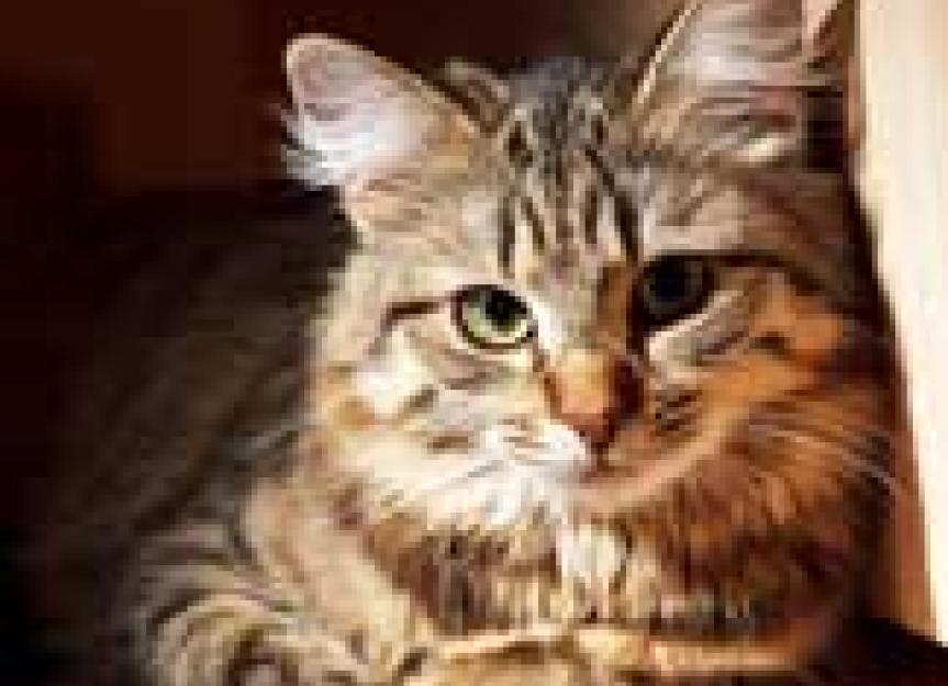 Getting Rid of the Smell of Cat Pee