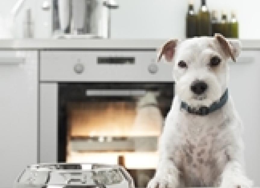 Thiamine Deficiency in Dogs More Prevalent Than You Might Think Part