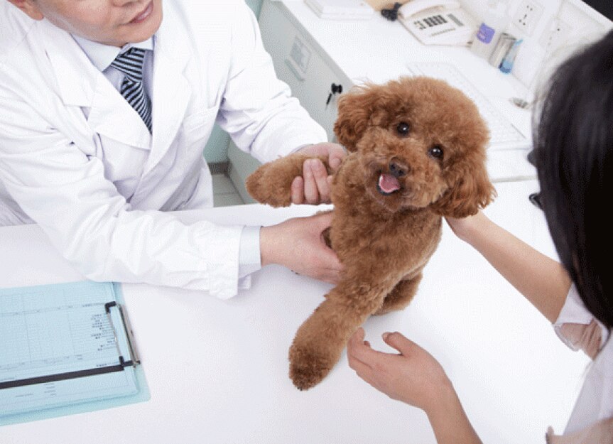How to Understand What Your Vet is Trying to Tell You