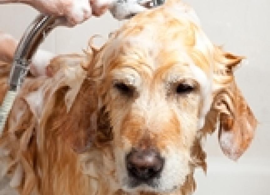 你是否用致癌洗发水给你的宠物洗澡?