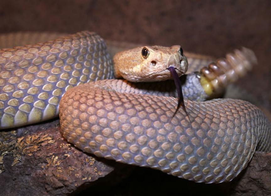 Rattlesnake Antivenin Good for Dogs, Not So Much for Cats PetMD