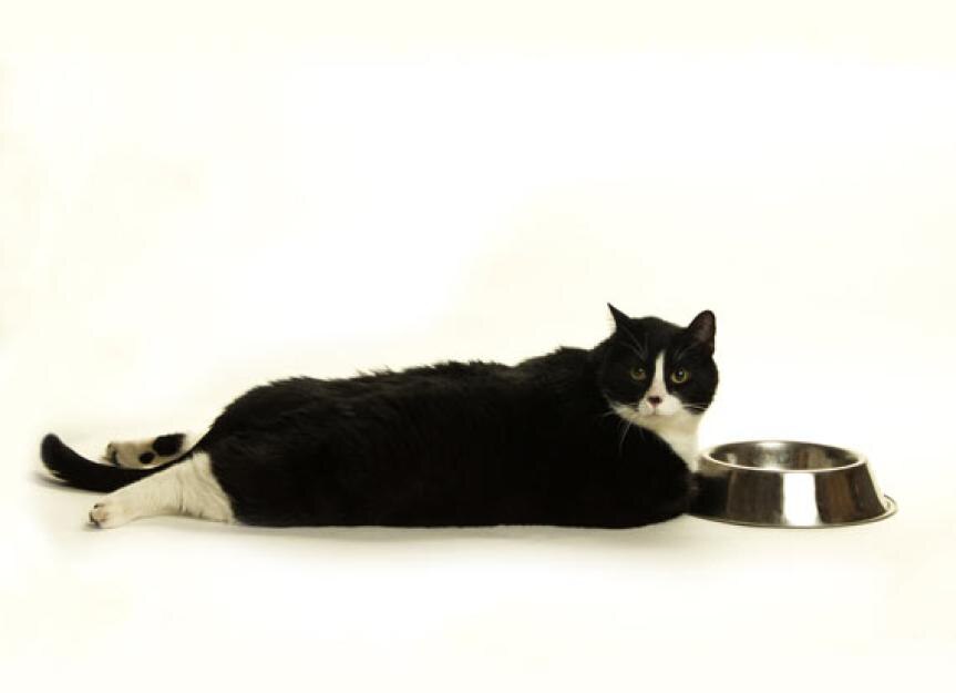 High Protein Diets Are Best for Weight Loss in Cats