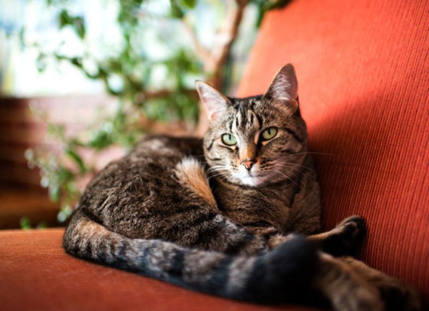 Tips for Preventing Cancer in Cats