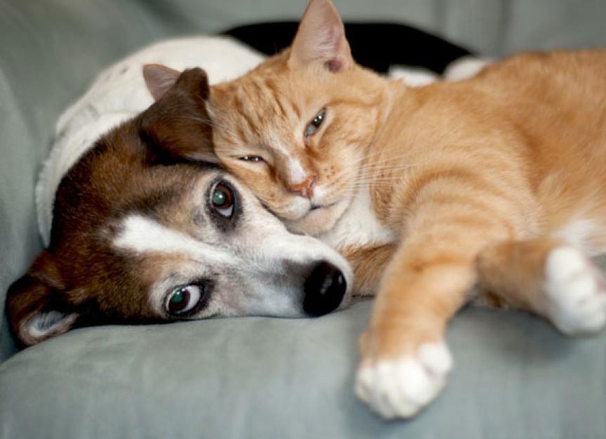 Discovery and Treatment of Urethral Plugs in Dogs and Cats PetMD