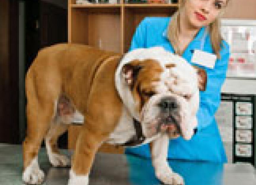 Does Your Pet Have Drug Allergies? New Test Available