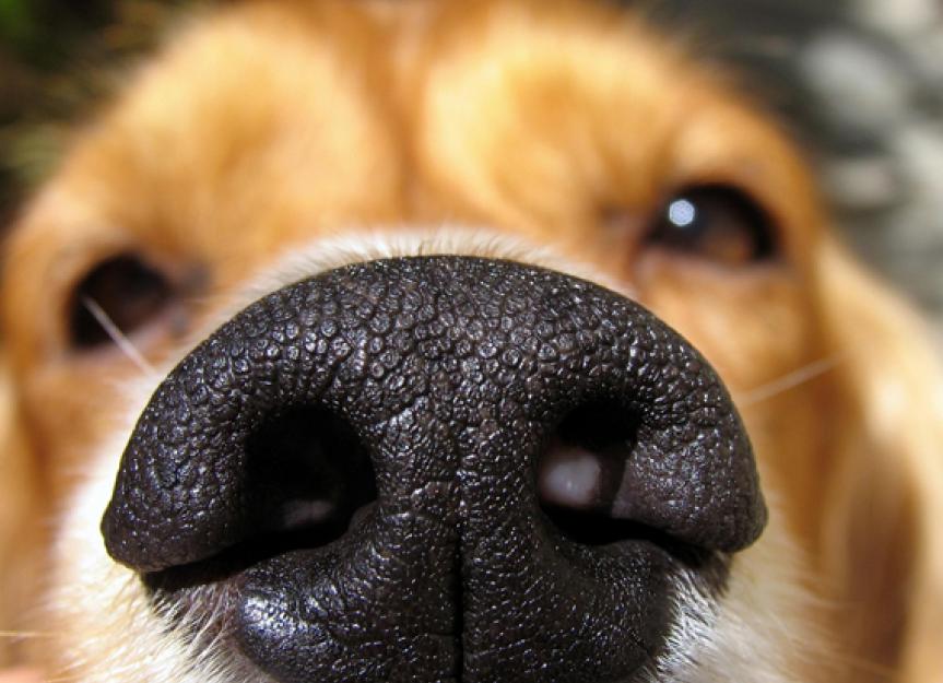 Top 5 Dog Myths Debunked