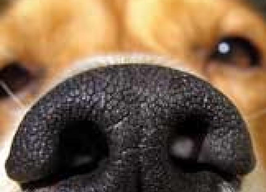 Diet Can Improve Dogs Sense of Smell Performance Diets for Detection
