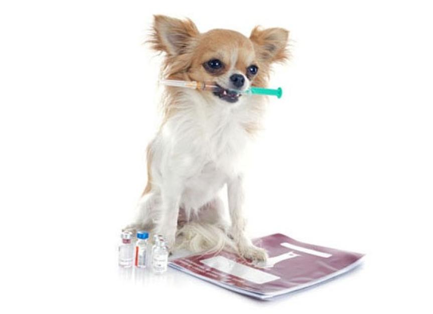 A New Insulin Treatment for Diabetic Dogs | PetMD