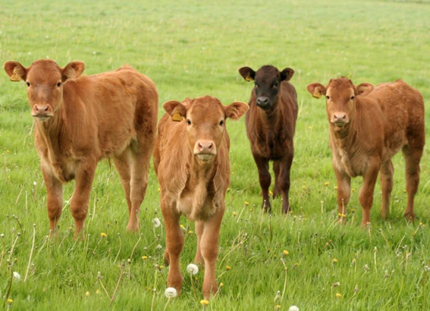 Cows Have Distinct Social Classes and 'Boss Cows'