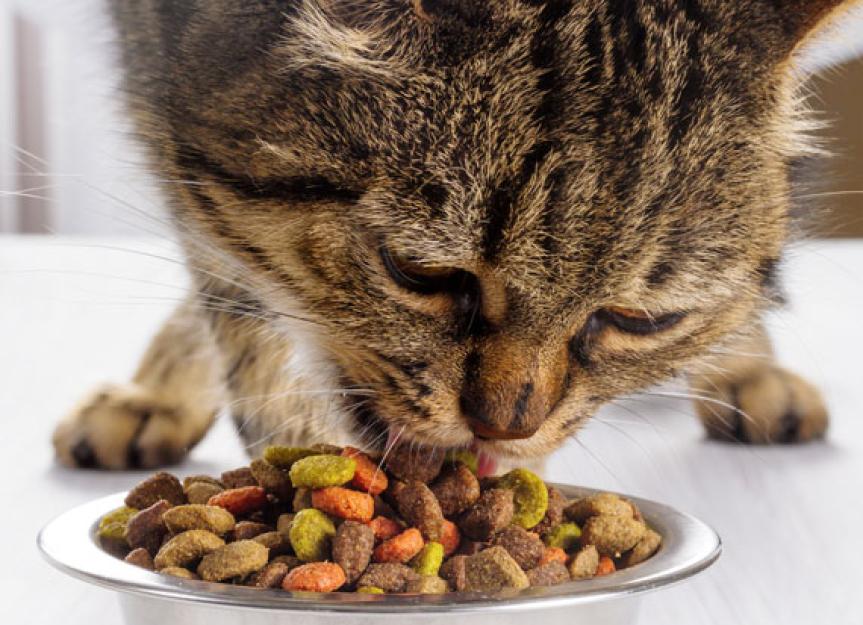 Feeding to Prevent Diabetes in Cats