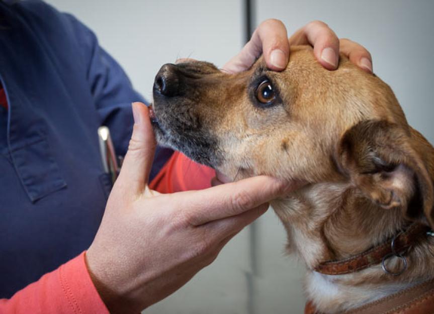 “为什么不同的医生治疗宠物癌症不同?”等问题回答