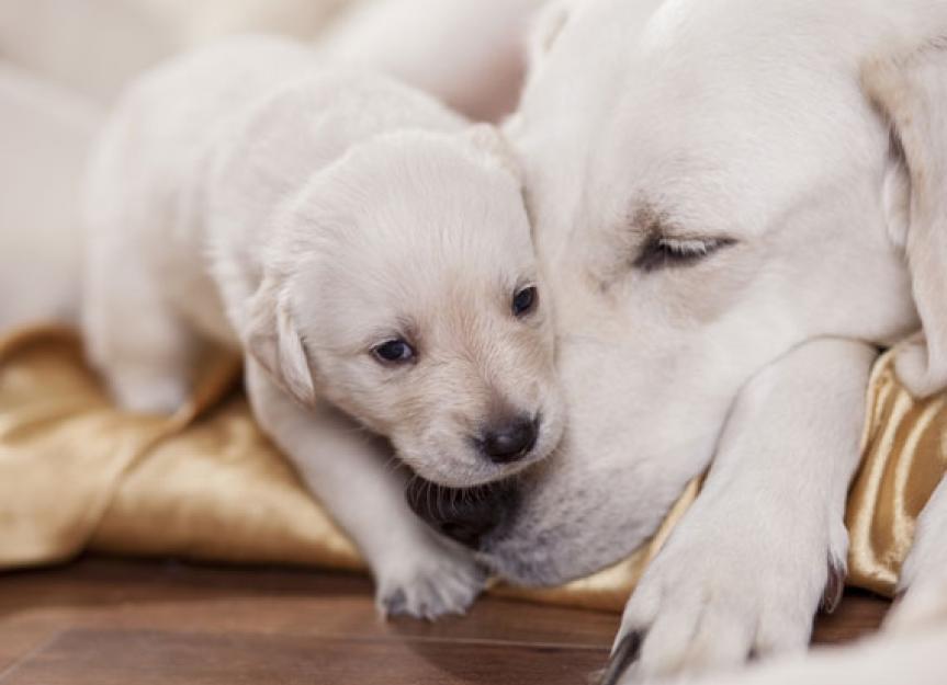Can Reversible Birth Control for Dogs Be a Reality?