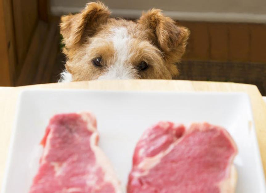 Raw Diets and Hyperthyroidism in Dogs