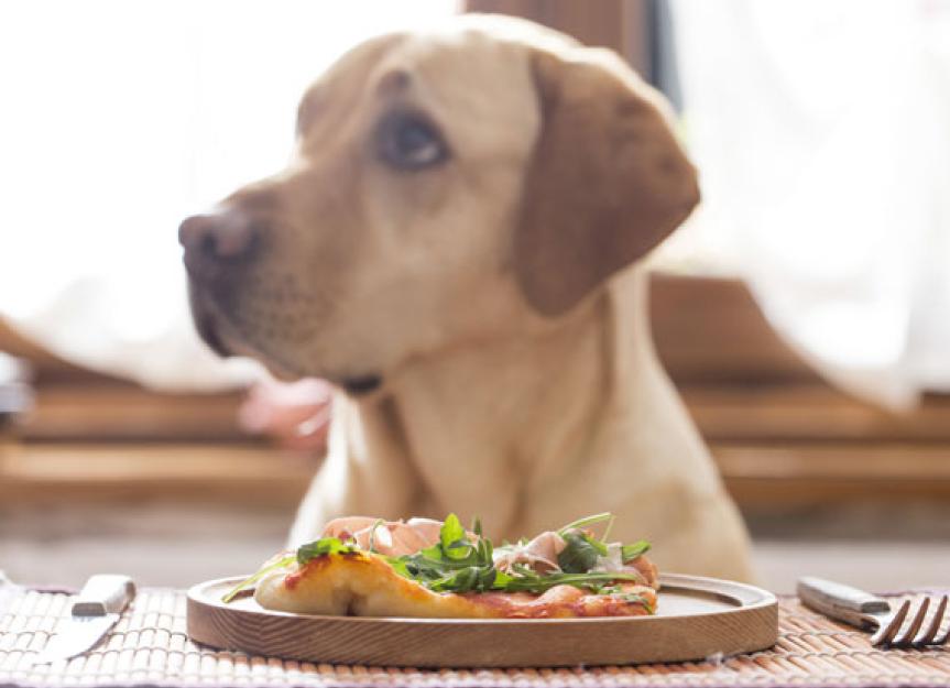 Pet Food Ingredients That Are “Rich In”: A Meaningless Concept | PetMD