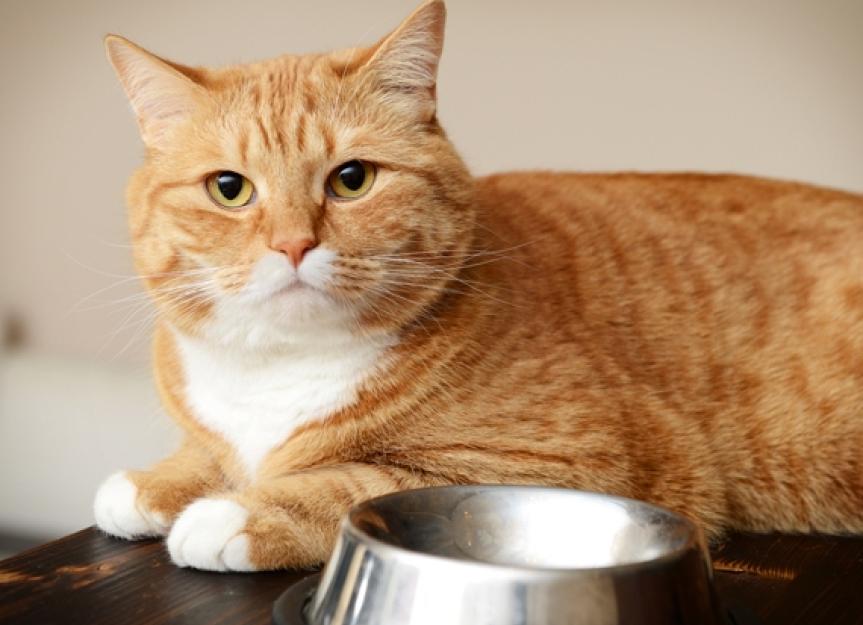 Figuring Out Carb Levels in Cat Foods