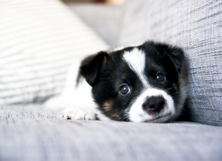 Puppy Crying and Whining: How to Help | Why Do Puppies Cry? | PetMD