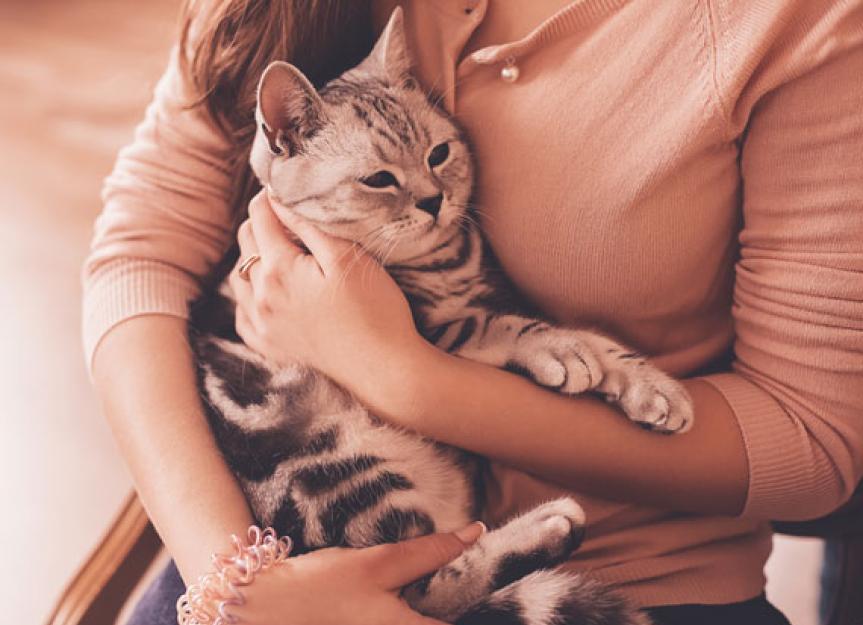 Early Signs of Chronic Kidney Disease in Cats PetMD