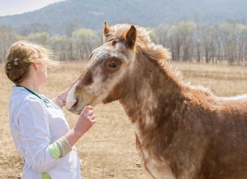Girl Power – Women Veterinarians Can Be Strong Too