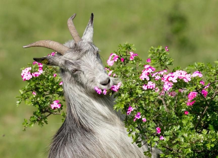 The Case of the Vomiting Goats