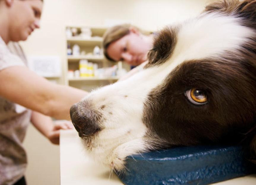 Behind Every Good Veterinarian is an Even Better Veterinary Technician