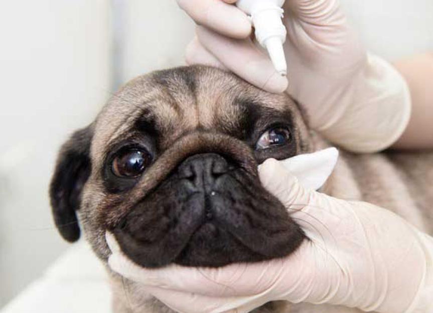 5种治疗宠物过敏的最佳方法