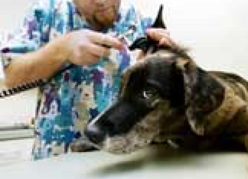 Veterinary Technician Recognition Week