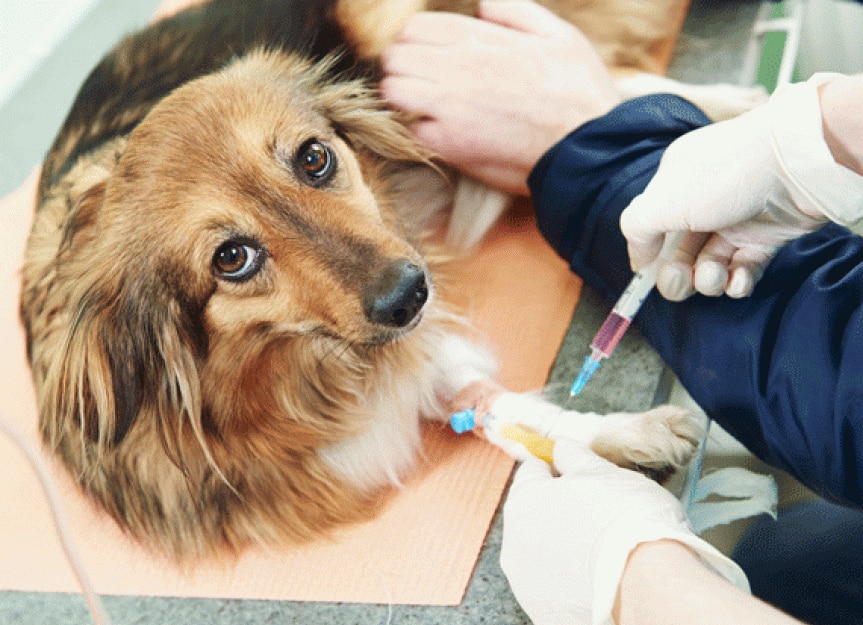 How Helpful Is the New Kidney Test in Dogs and Cats?