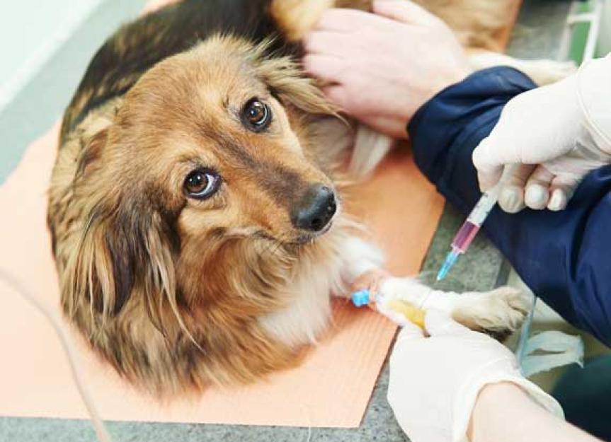 Symptoms and Treatment for Vaccine Associated Illness in Pets, Part 2