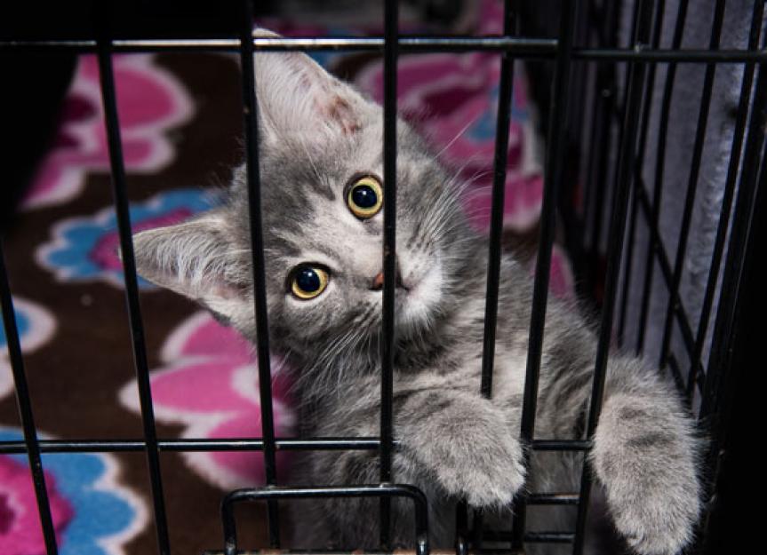 Easy Ways to Reduce the Number of Homeless Pets