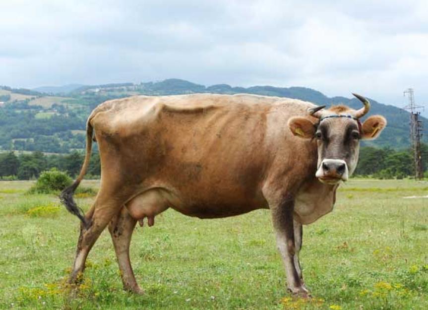 The Case of the Missing Cow