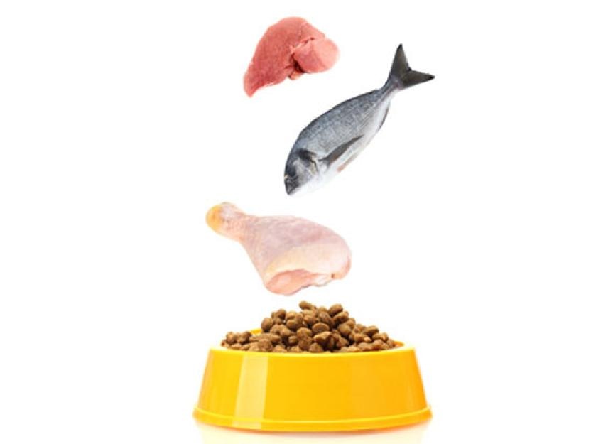 What You Need to Know About the Protein in Your Pet’s Food