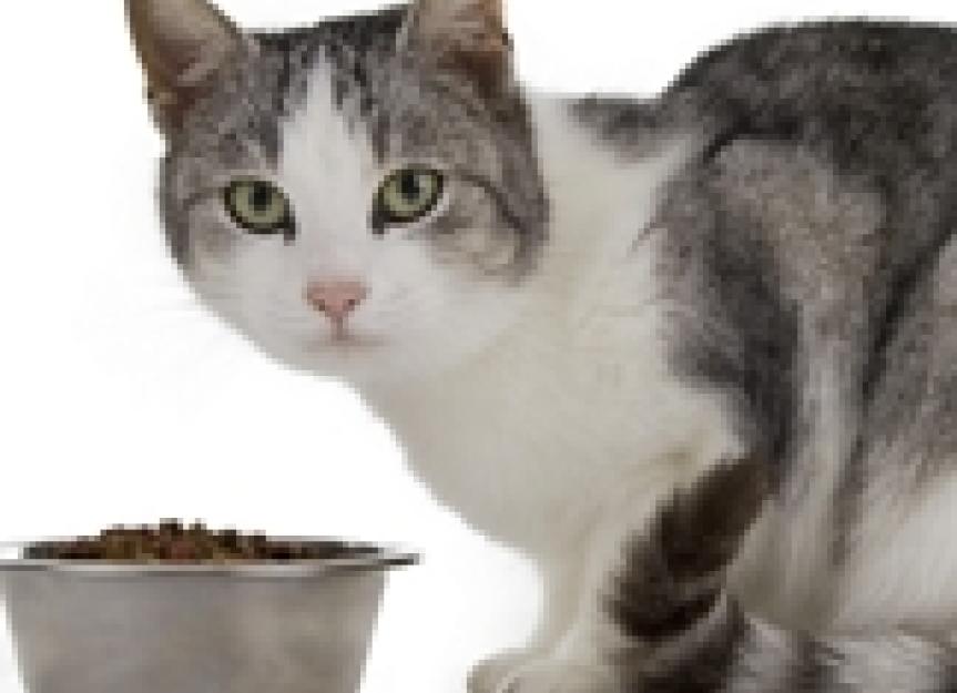 Thiamine Deficiency in Cats More Prevalent Than You Might Think Part 1
