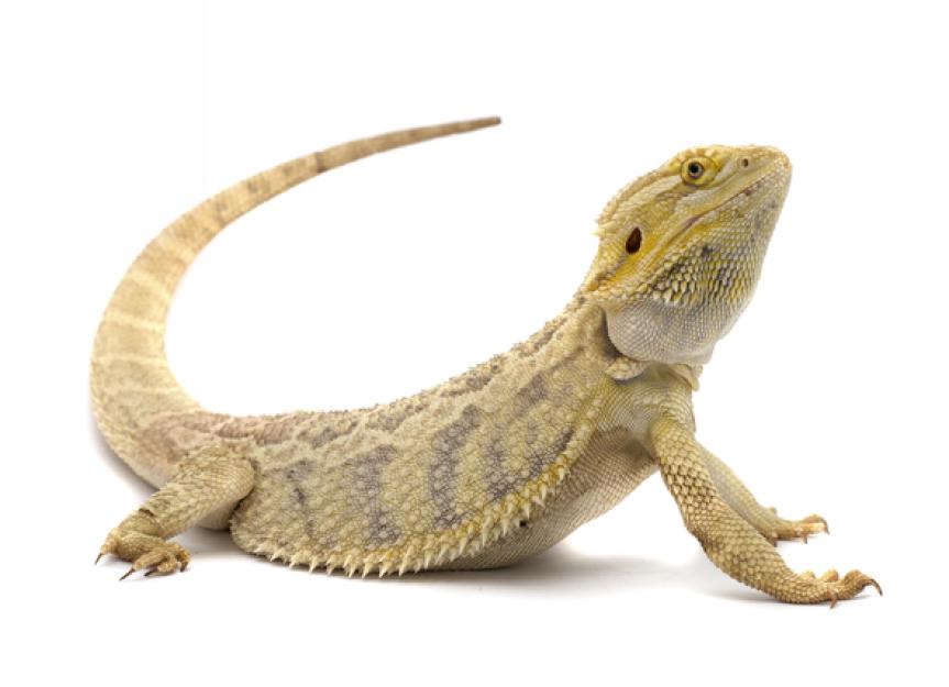 Bearded Dragon Care 101