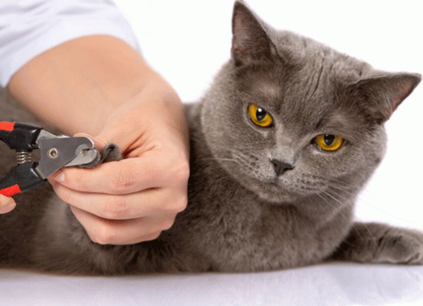 猫如何修剪指甲吗