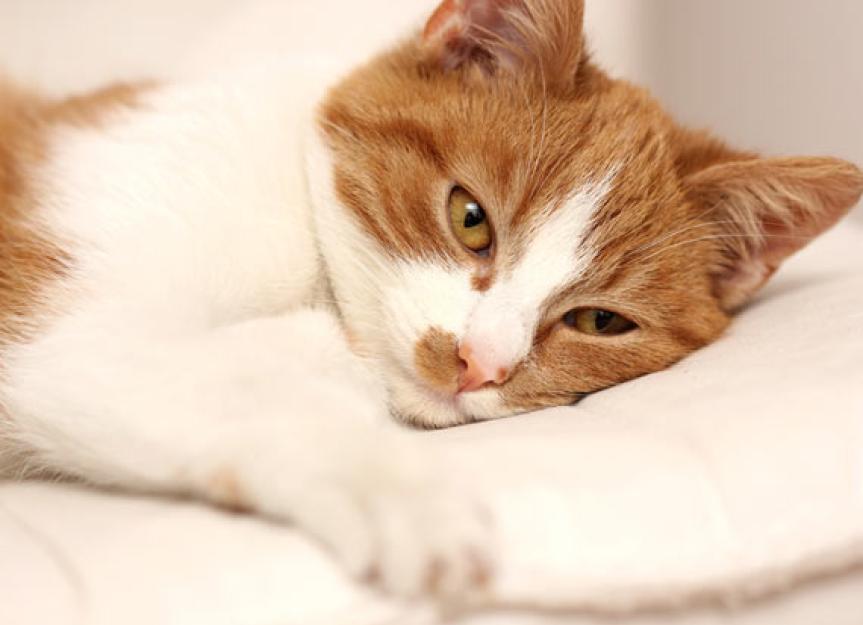 What Should You Feed to Cats With Cancer? Best Foods for Cats With
