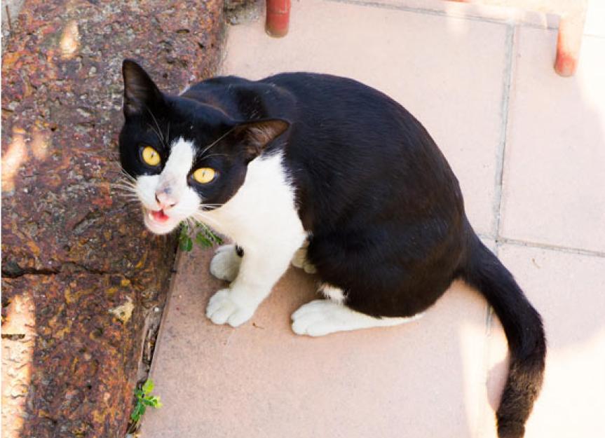 laryngopharynx cat