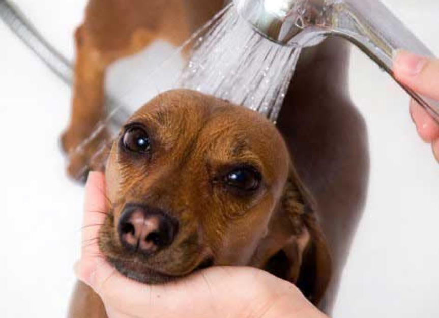 Omvendt Udholdenhed Kunstneriske Can You Use Human Shampoo on Dogs? | PetMD