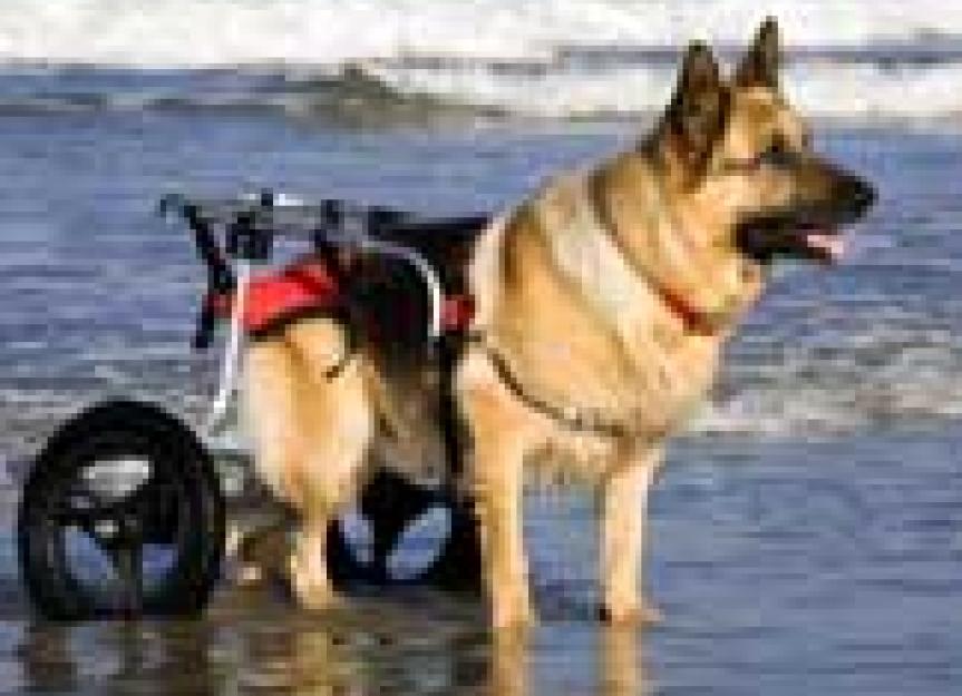 Degenerative Myelopathy in Dogs PetMD