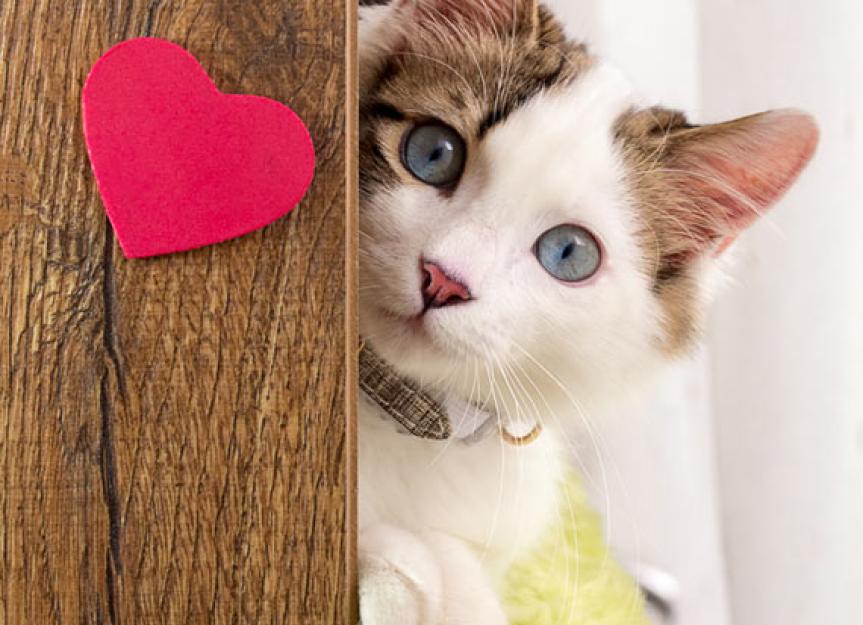 Can Cats Make Us Healthier? PetMD