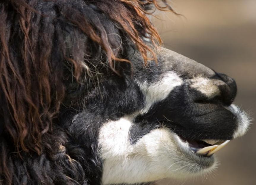 Dental Care for Cows, Goats, and the Surprisingly Vicious Llama