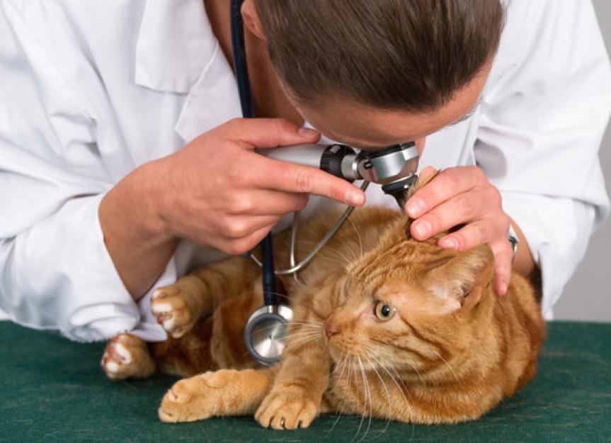 Nasopharyngeal Polyps in Cats PetMD