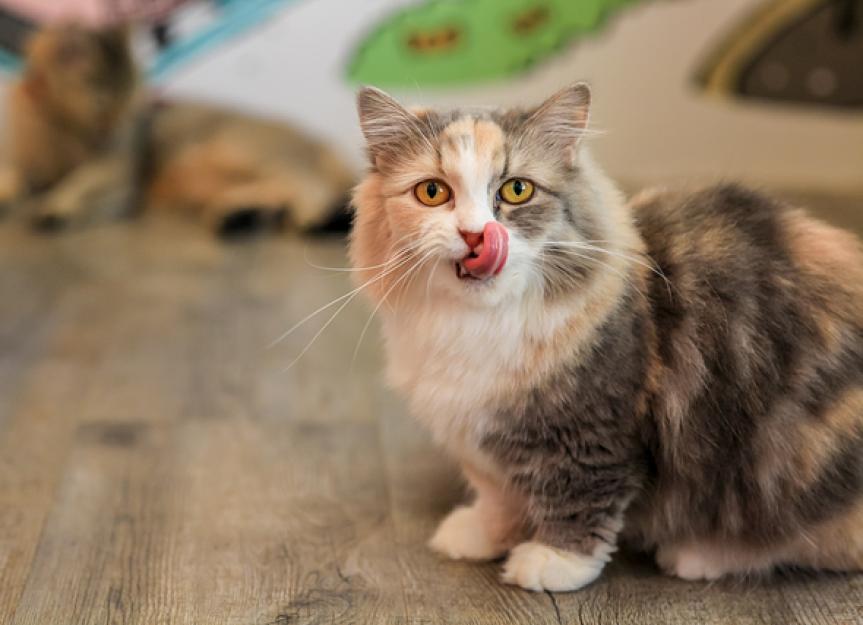 Probiotics for Cats: What are They and How Do They Help? | PetMD