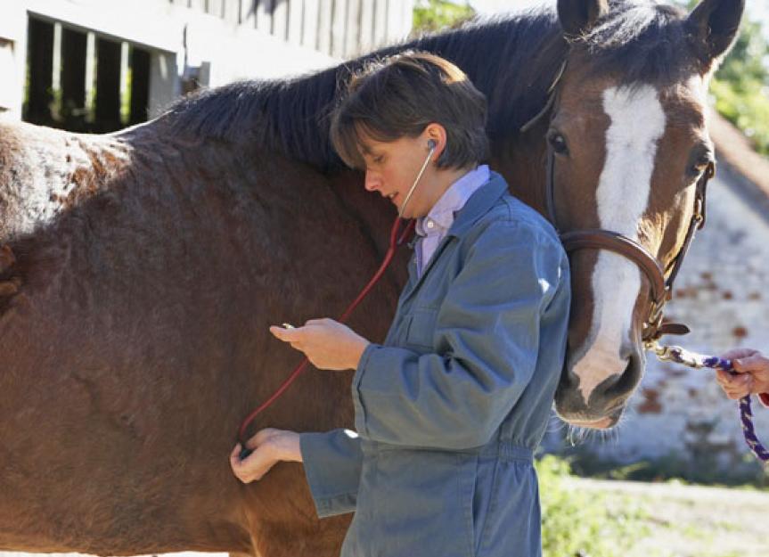 Pain in Horses Frequently Overlooked