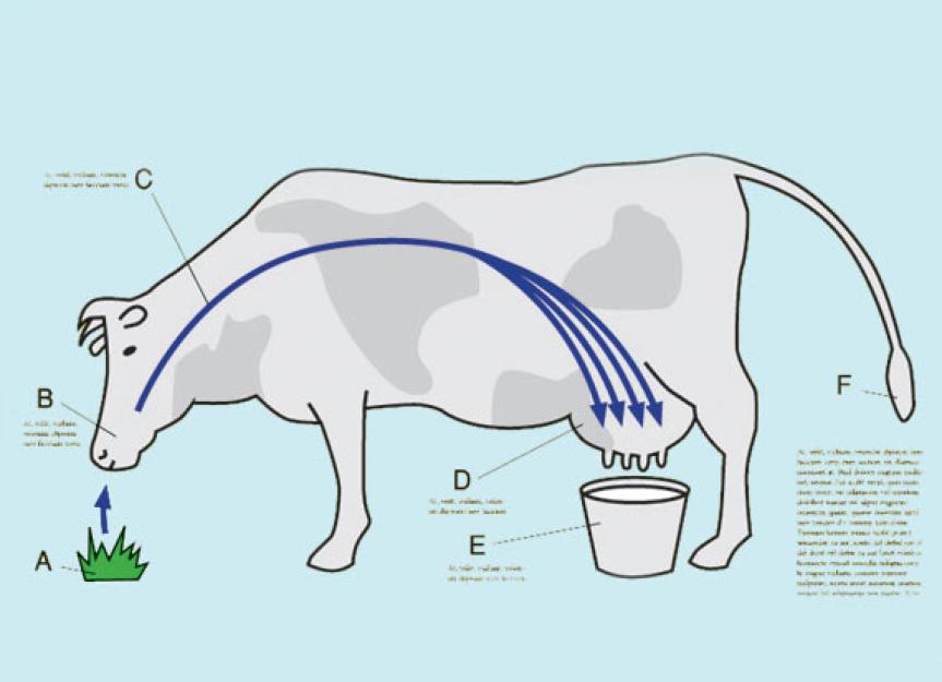 How a Cow Works | Daily Vet | PetMD