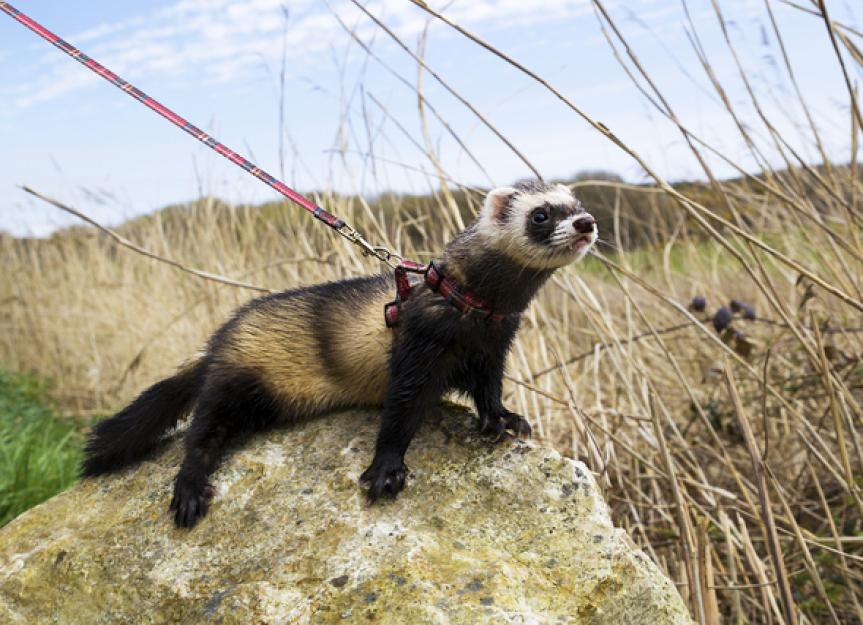 How to Leash Train and Walk Your Ferret