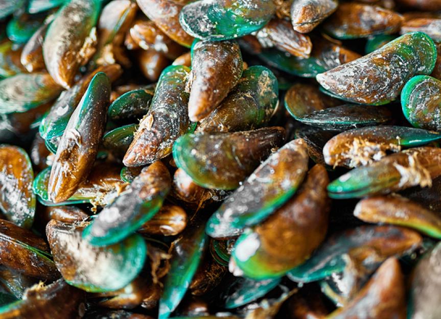 Green Lipped Mussels for Dogs: How They Can Help