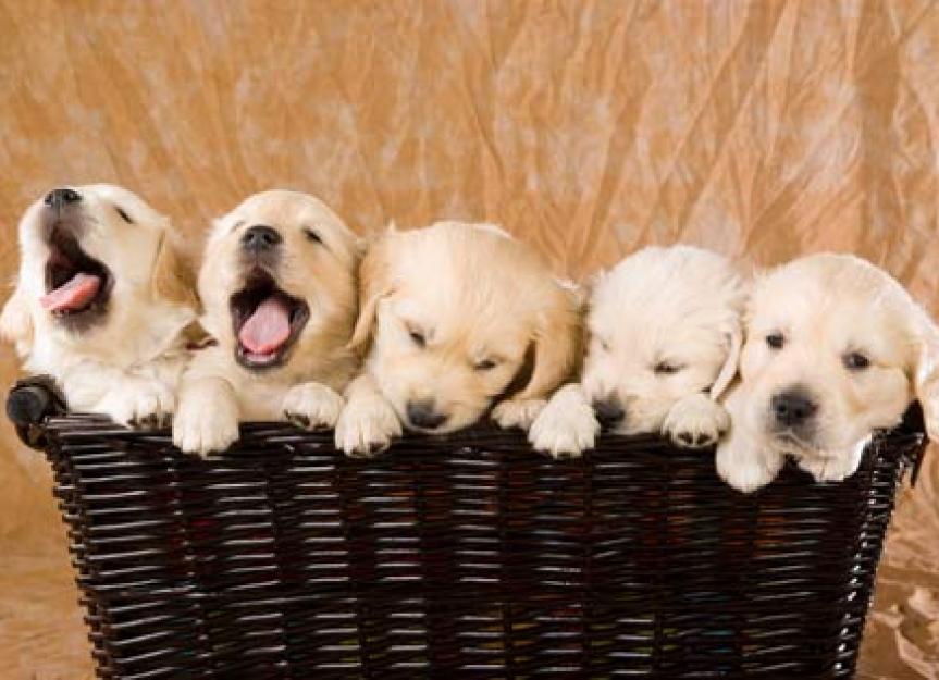 How to Find a Qualified Dog Breeder PetMD