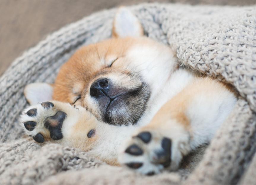 Your New Puppy: The Ultimate Puppy Sleeping Guide